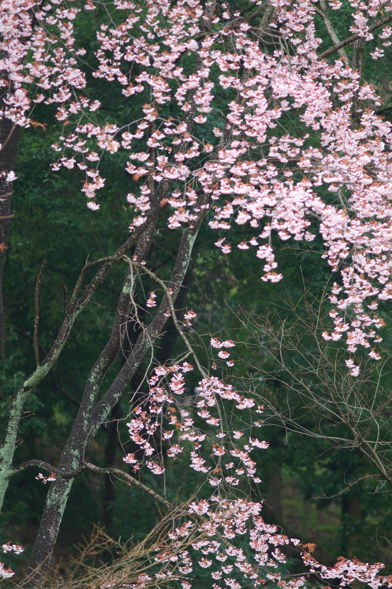 甘樫丘（飛鳥）の山桜