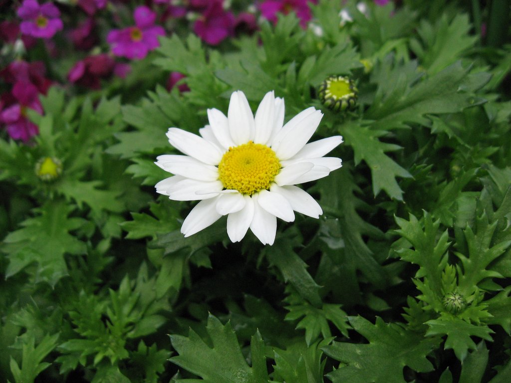 花