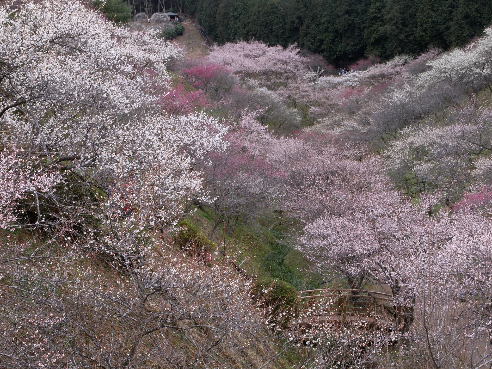 青梅市梅の公園