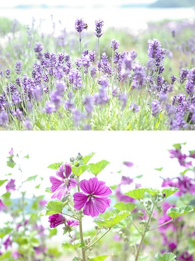 夏のイメージ