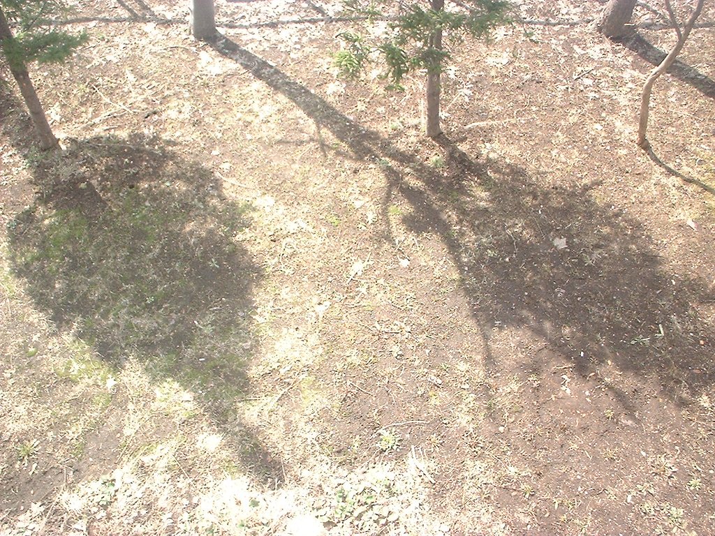 かげ