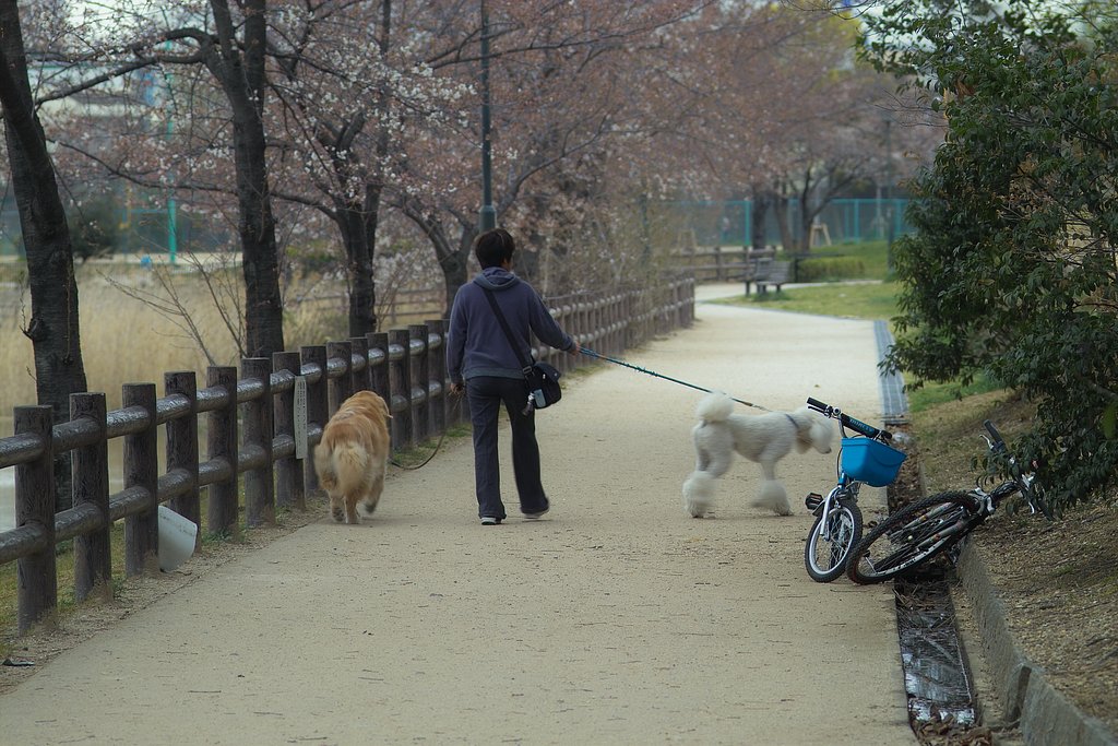 お散歩