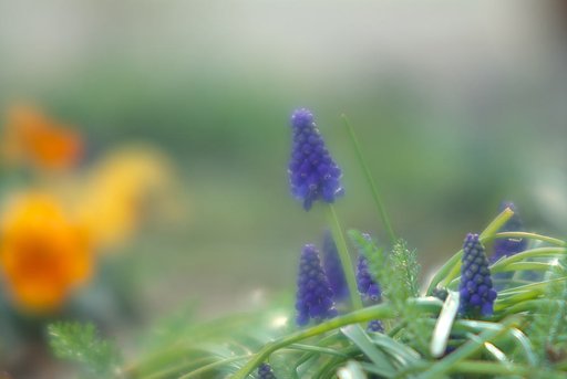 庭のムスカリが咲いてました
