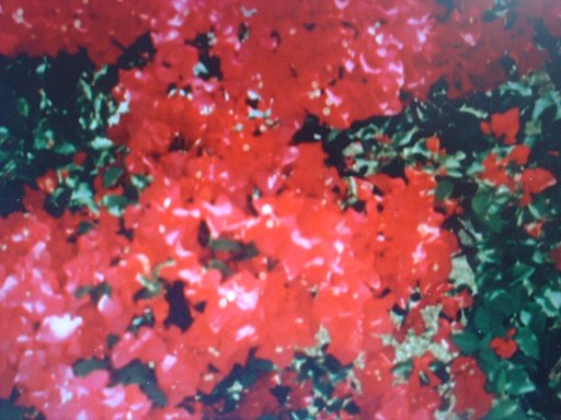 トコナツの花かなぁ？
