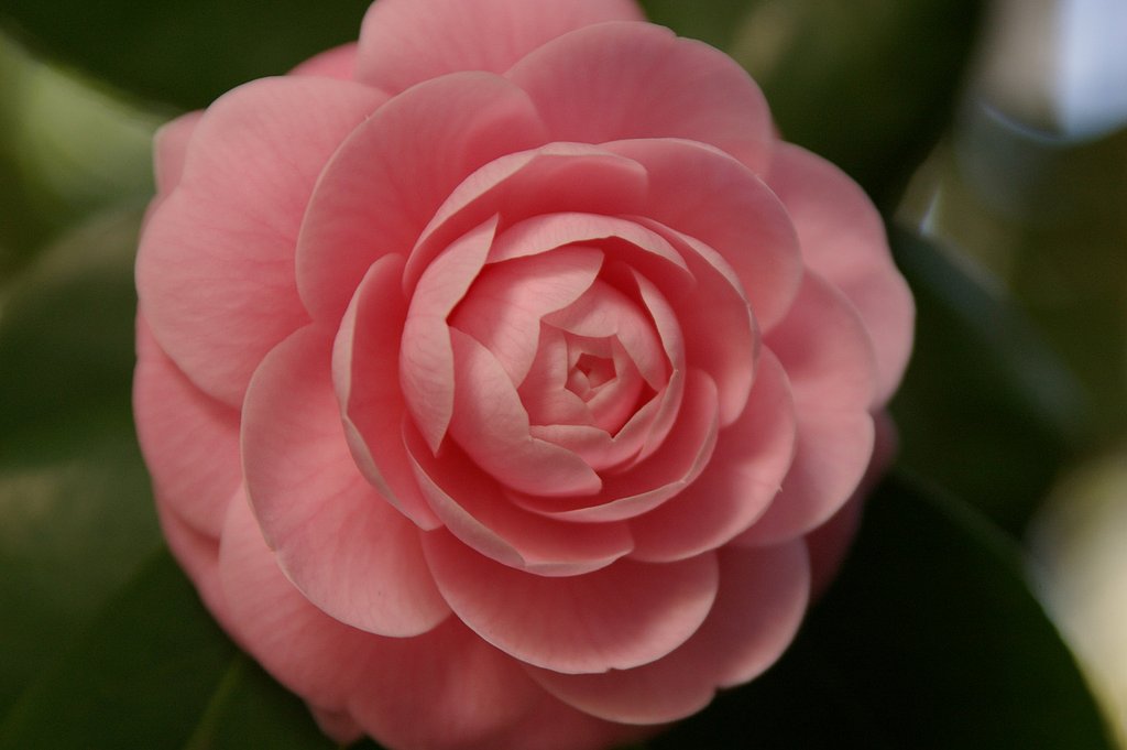 ピンクの山茶花