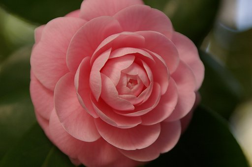 ピンクの山茶花