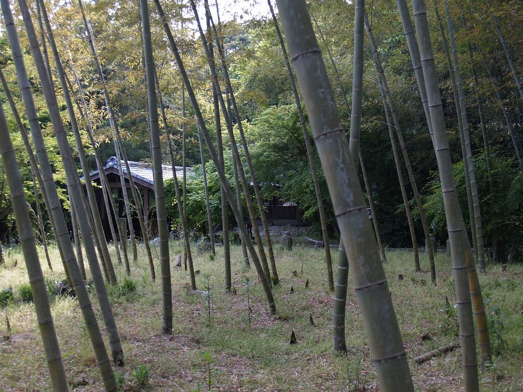 竹林