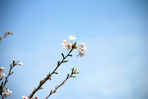 さくら