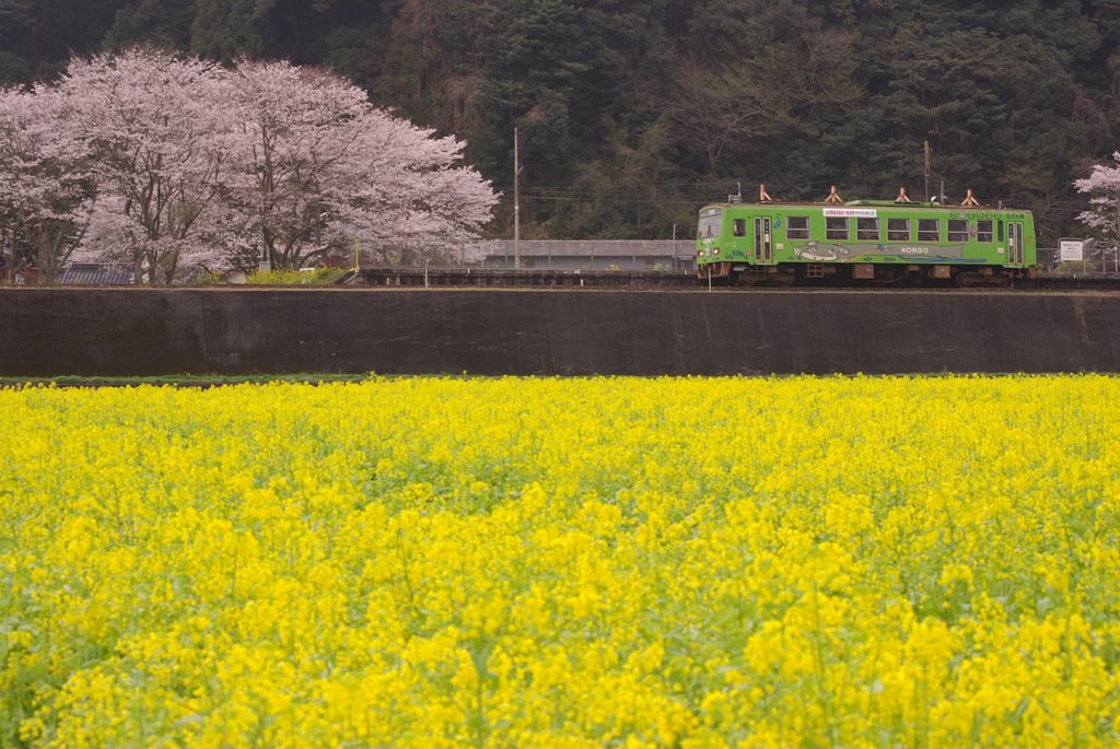 菜の花畑の被写体は…