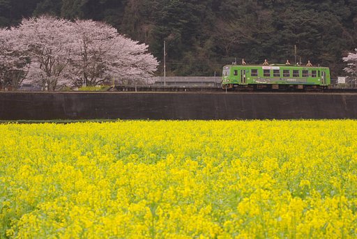 菜の花畑の被写体は…