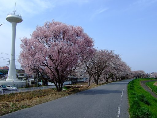 桜川土手沿い・・・