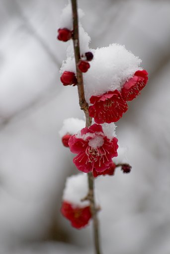雪中梅(1)