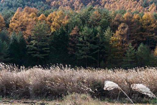 11月7日の写真