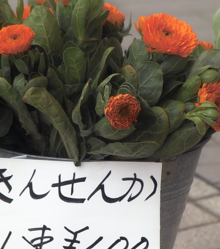【花】んせんか