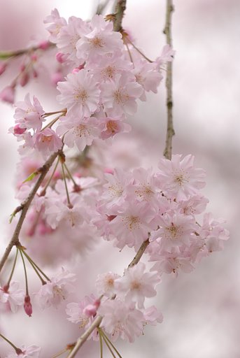 麗しき色に故郷を想う
