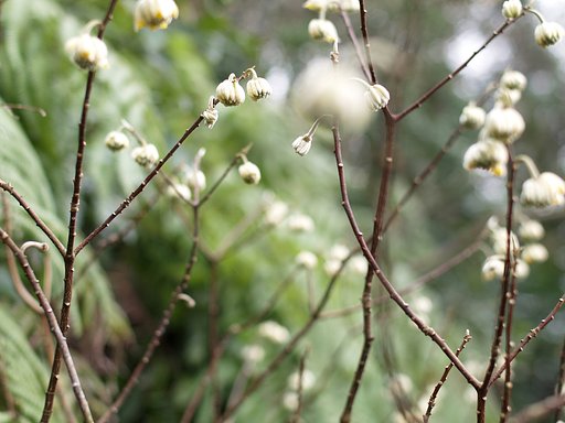 ミツマタの咲く森