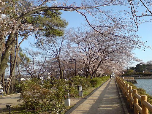 桜