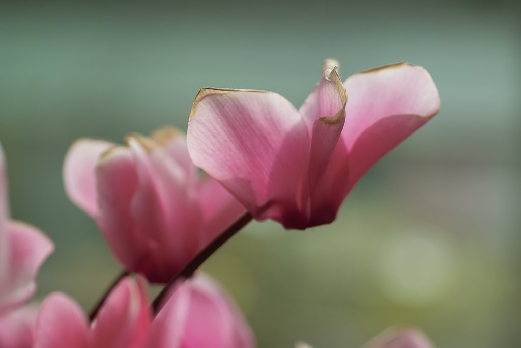 70MACRO