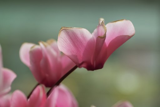 70MACRO