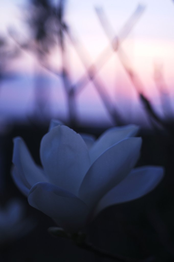 「花」　ゆうぐれ