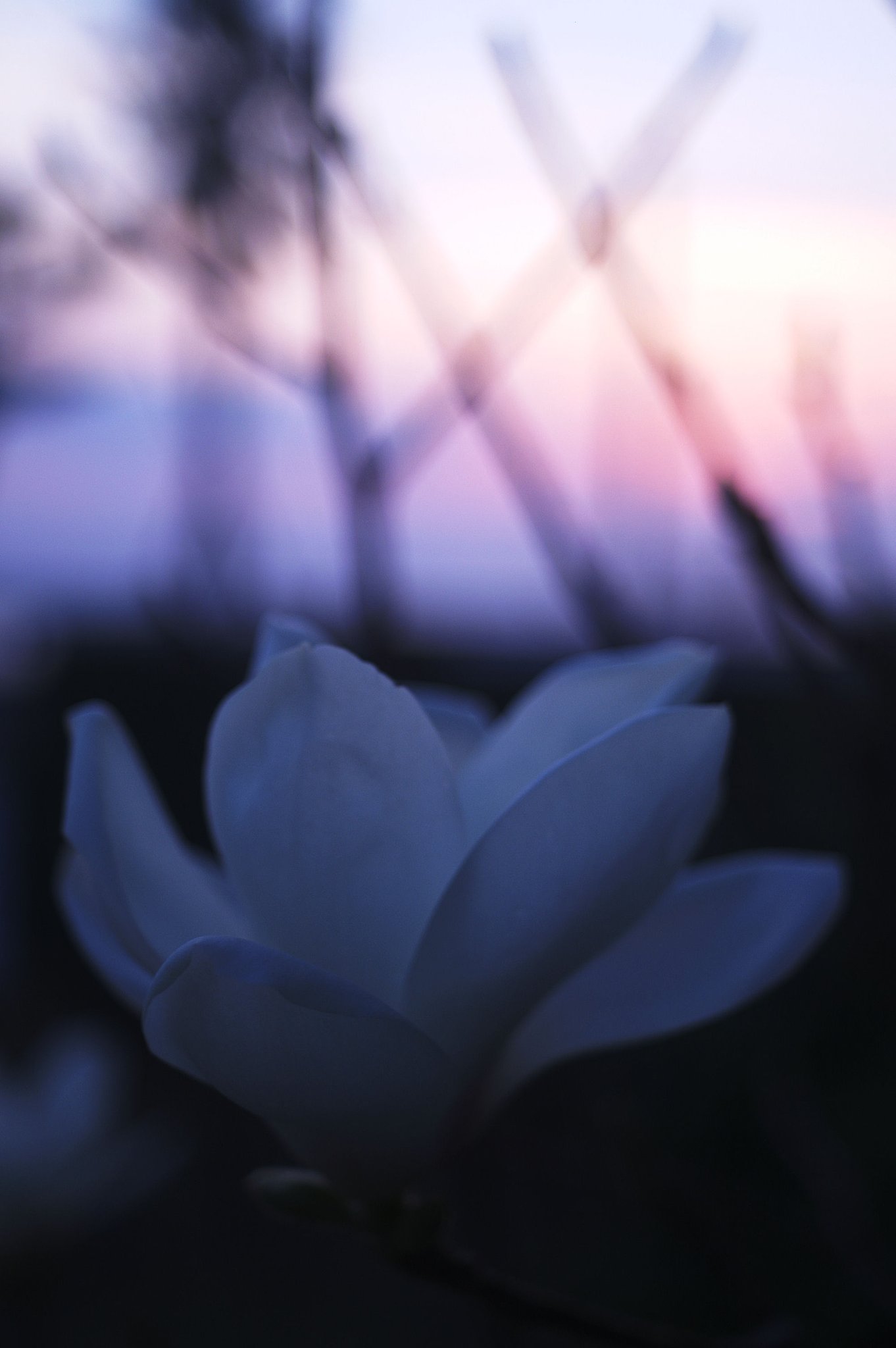 「花」　ゆうぐれ
