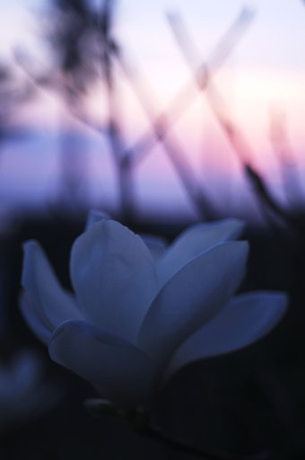 「花」　ゆうぐれ