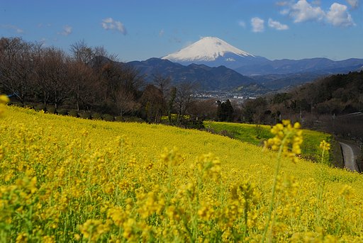 菜の花畑