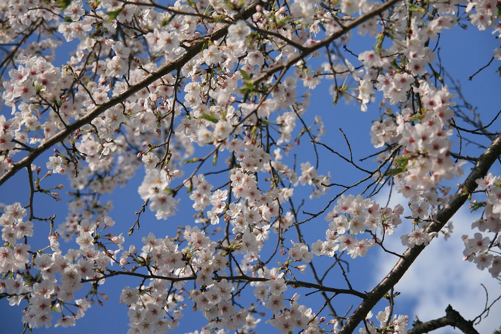 桜・青空