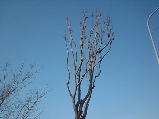 どんな花なのでしょう？