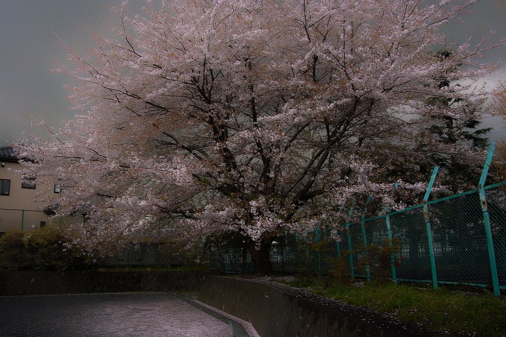 LOWでRAWで撮りました