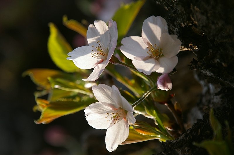 函館は今日が開花宣言