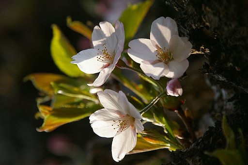 函館は今日が開花宣言