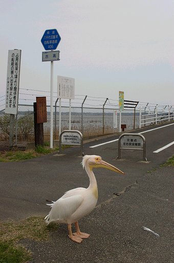絶対、場違いだと思うのですが