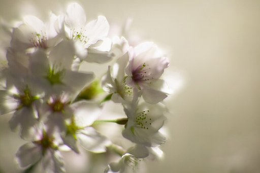 夜桜
