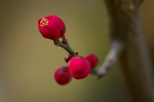 小梅