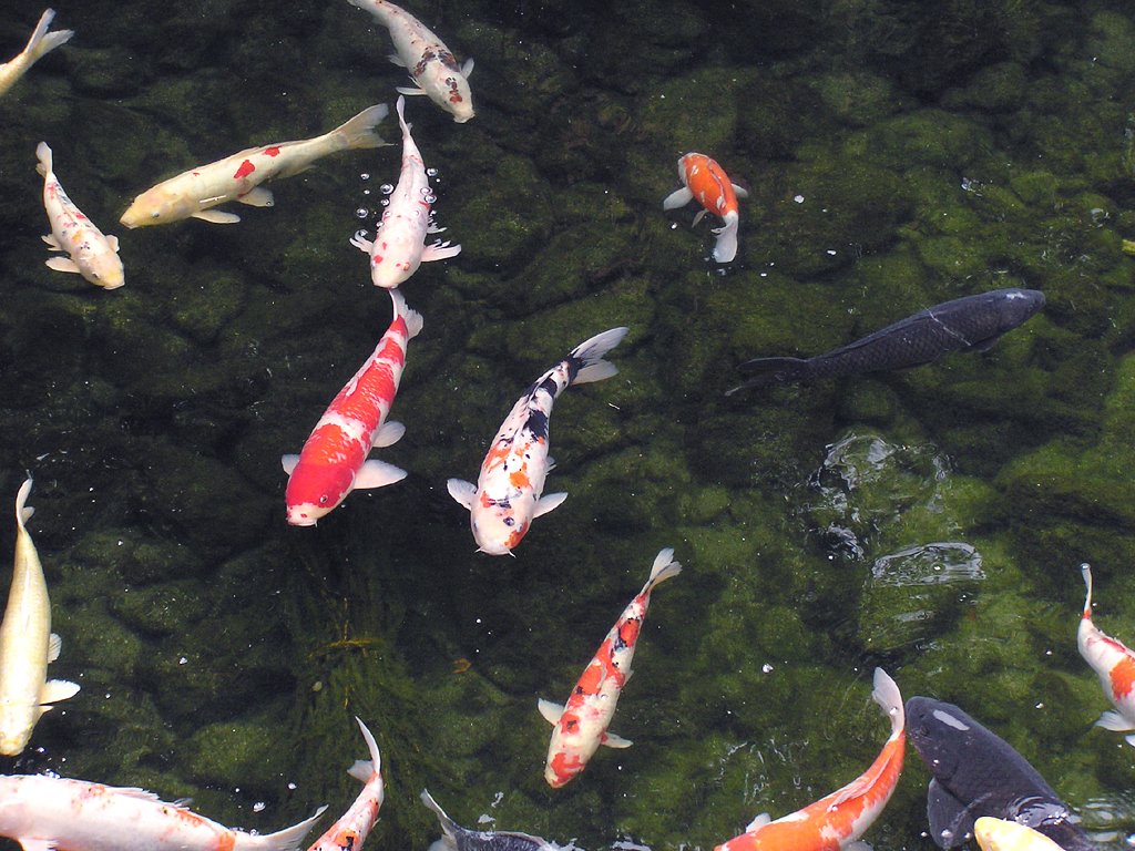 自由な魚