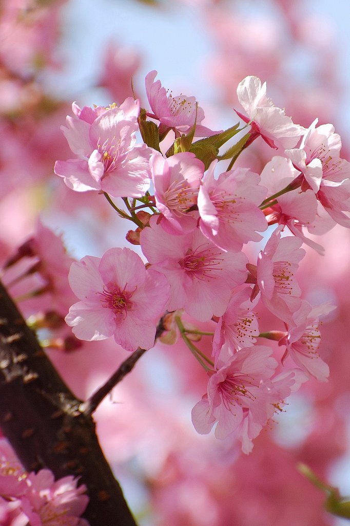 愛知の河津桜