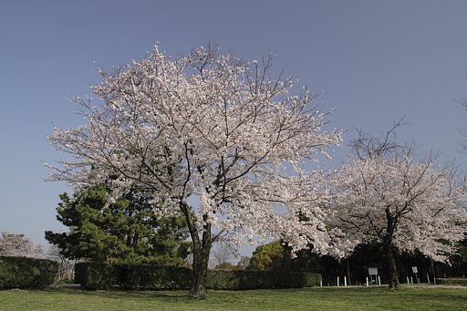 待ちかねた青空