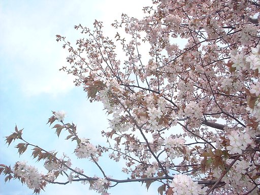 桜