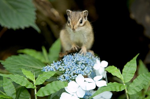 紫陽花の花は余り好きでないようです。
