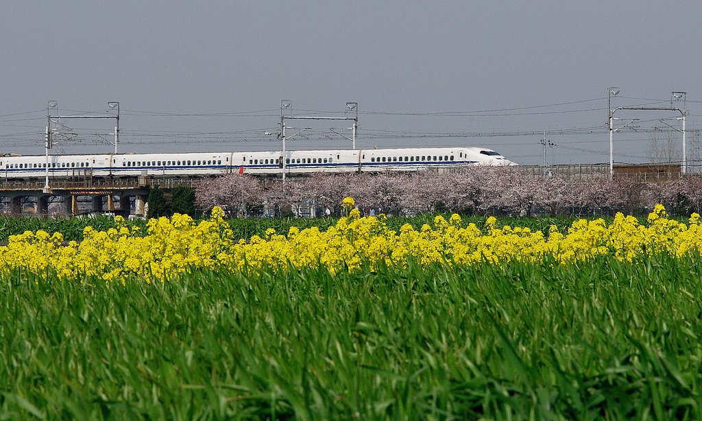 新幹線と春の花