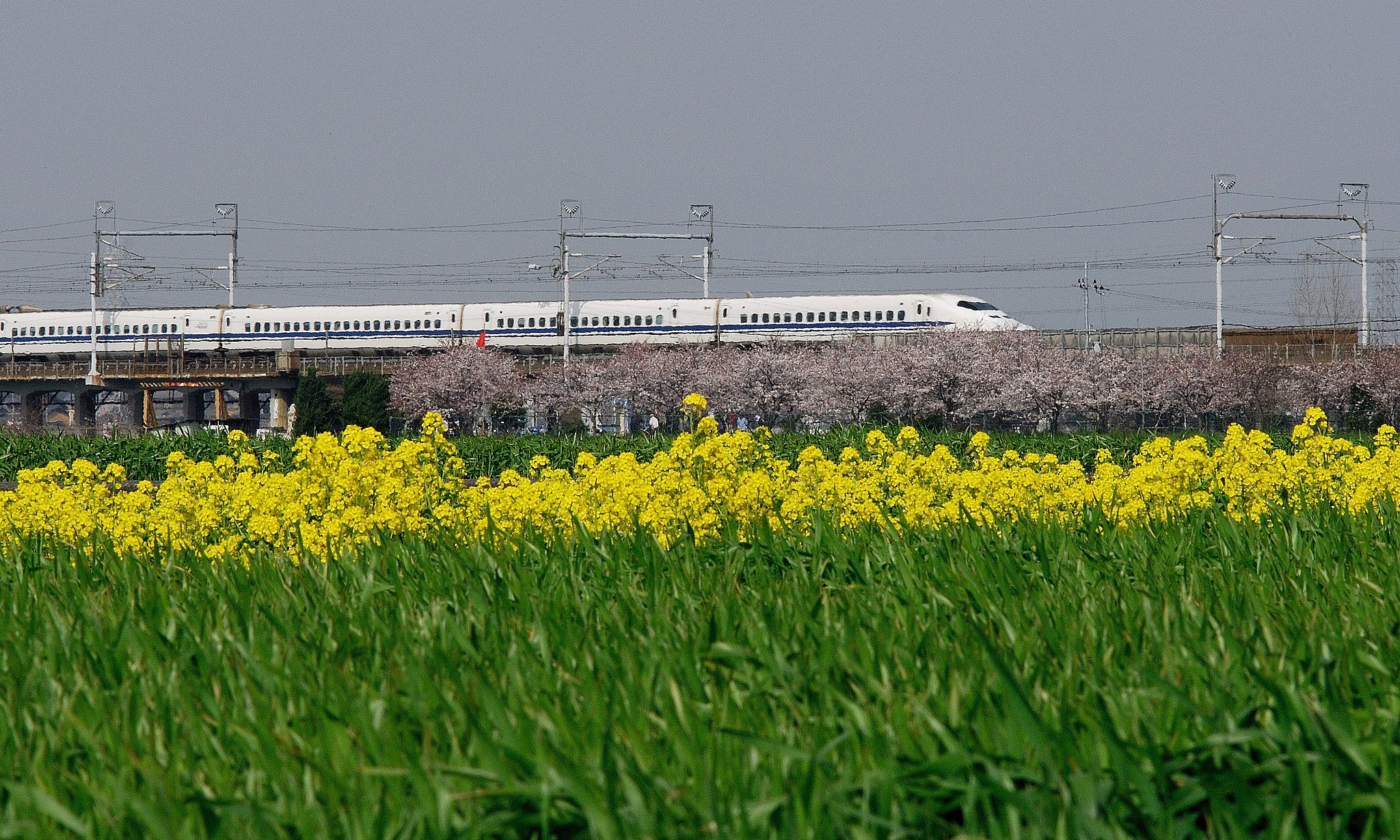 新幹線と春の花