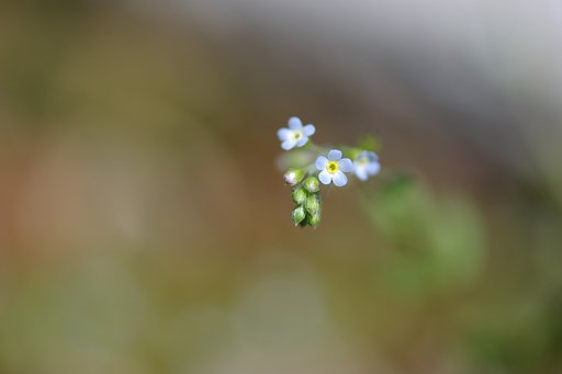 お庭のお花・・・