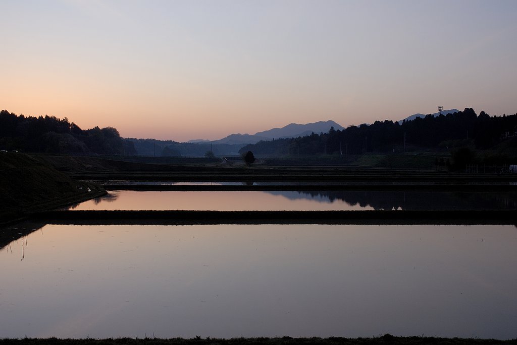 夜明けの水田
