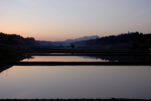 夜明けの水田