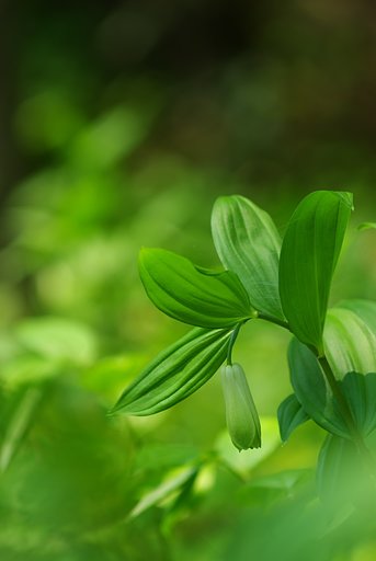 宝鐸草