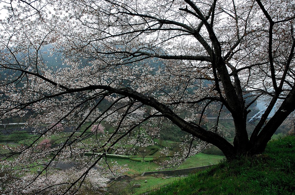山桜