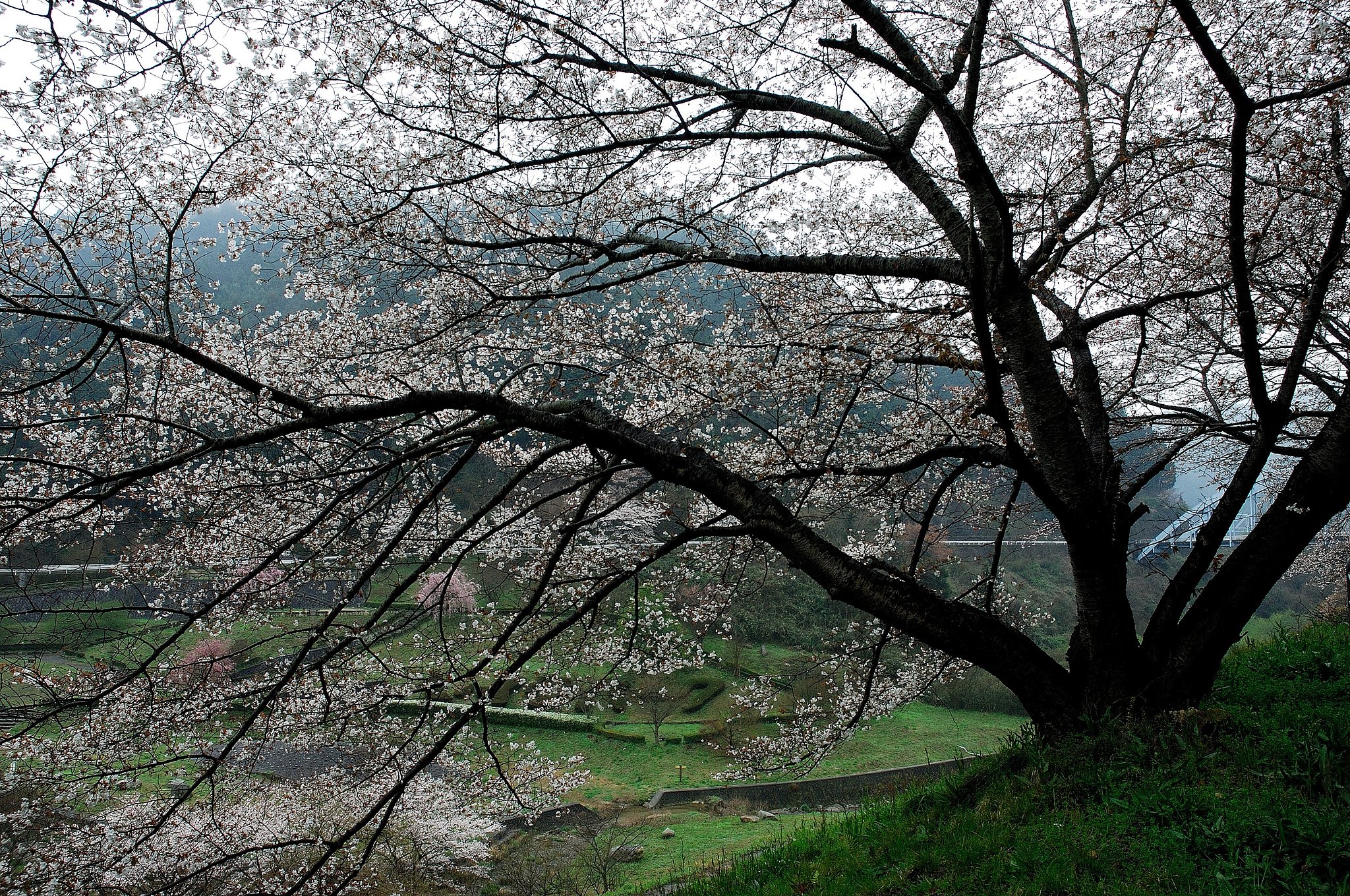 山桜