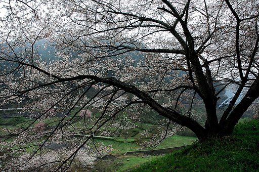 山桜