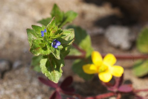 【花】雑草セット